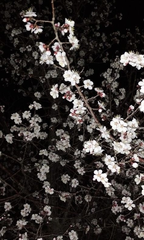 Old Aesthetic Vintage Wallpaper Laptop, Dark Academia Floral Wallpaper, Grunge Flowers, Flower Header, Night Flowers, Nothing But Flowers, Ethereal Art, Pretty Wallpapers Backgrounds, Nature Aesthetic