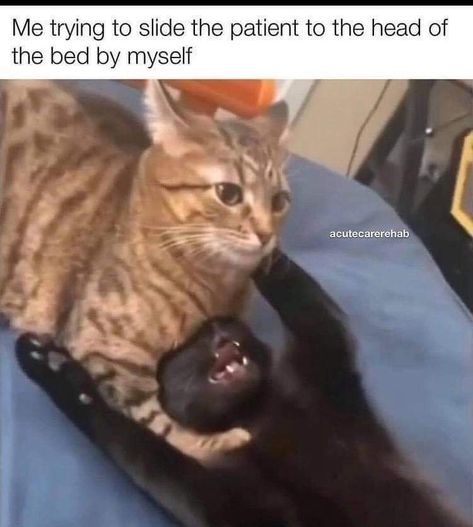 Cats Wholesome, Cna Quotes, Cna Humor, Hospital Humor, Medical Memes, Nurse Jokes, Funny Nursing, Healthcare Humor, Workplace Humor