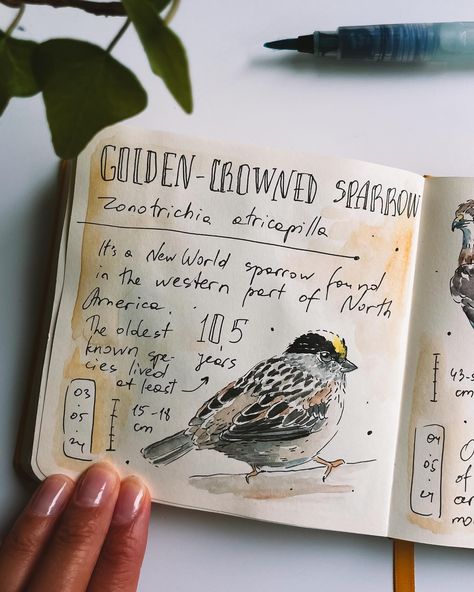 Birding Aesthetic, Bird Aesthetic Drawing, Aesthetic Bird Drawing, Watercolor Birds Tutorial, Bird Sketchbook Pages, Bird Watching Journal, Bird Journal, Birding Journal, List Of Birds