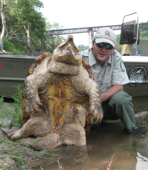 The Alligator Snapping Turtle - Florida RV Trade AssociationFlorida RV Trade Association Hollywood Waxing, Alligator Turtle, Jack Thompson, Freshwater Turtles, Alligator Snapping Turtle, Holistic Massage, Florida Fish, Florida Camping, Snapping Turtle