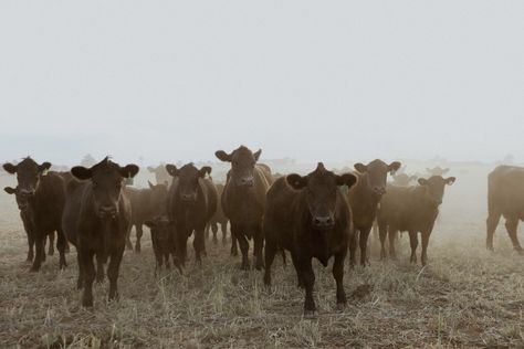 Cattle Aesthetic, Canvas Dashboard, Western Collage, Western Images, Country Sunset, Country Backgrounds, Wild Animals Photography, Cow Print Wallpaper, Western Photography