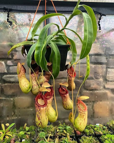 Instagram House Plants Decor Living Room, Carnivore Plants, Bug Eating Plants, Plant Decor Living Room, Plant Bugs, Plant Goals, Plants Growing, Pitcher Plant, Bedroom Plants