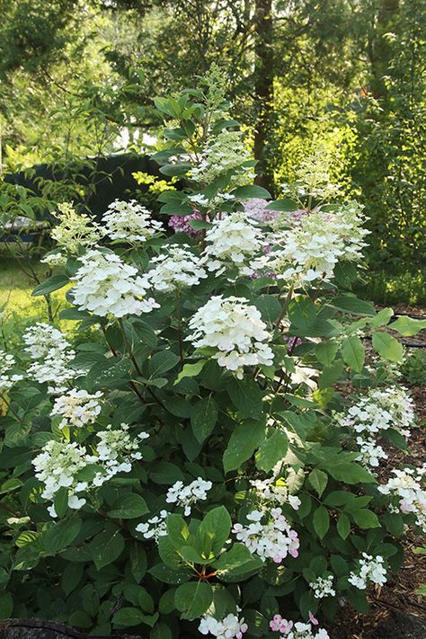 Quickfire Hydrangea Landscape, Quickfire Hydrangea, Little Quick Fire Hydrangea, Oakleaf Hydrangea Landscape, Quick Fire Hydrangea, Prune Hydrangeas, When To Prune Hydrangeas, Hydrangea Vine, Shrubs For Landscaping