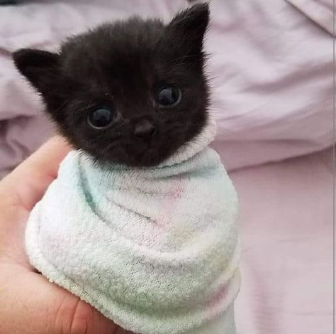 Söt Katt, Black Kitten, Cute Cat Gif, Cute Cats And Kittens, Cute Kittens, Silly Cats, Pretty Cats, Black Cats