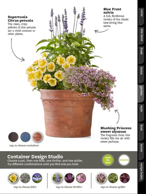 Mecca Landscape, Petunia Planter, Potted Plants Patio, Patio Flowers, Porch Flowers, Container Garden Design, Potted Plants Outdoor, Container Gardening Flowers, Flower Pots Outdoor