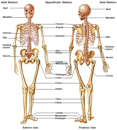 Use the link above to review the names and locations of the following types of bones in the body. • Flat bones • Long bones • Short bones • Irregular bones • Sesamoid bones Image pinned from: https://www.accessscience.com/content/skeletal-system/626700 Thoracic Cage, Sesamoid Bone, Hyaline Cartilage, Axial Skeleton, Bodies Exhibit, Human Skeleton Anatomy, Chest Workout For Men, Types Of Bones, Pelvic Girdle