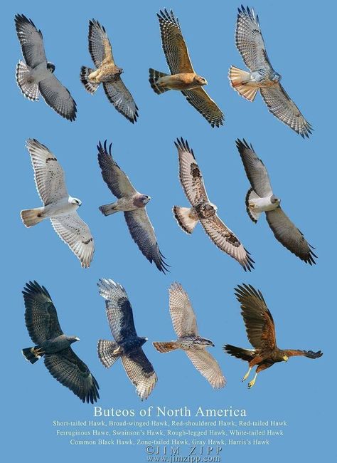 hawk identity Hawk Species, Backyard Birds Watching, Animal Infographic, Raptors Bird, North American Animals, American Wildlife, Animal Themes, Bird People, Bird Identification