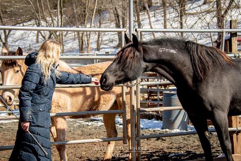 Horse Groundwork, Mustang Training, Mustang Makeover, Country Aesthetic, Farm Lifestyle, Horse Property, Horse Pattern, Baby Cowboy, Cute Horses