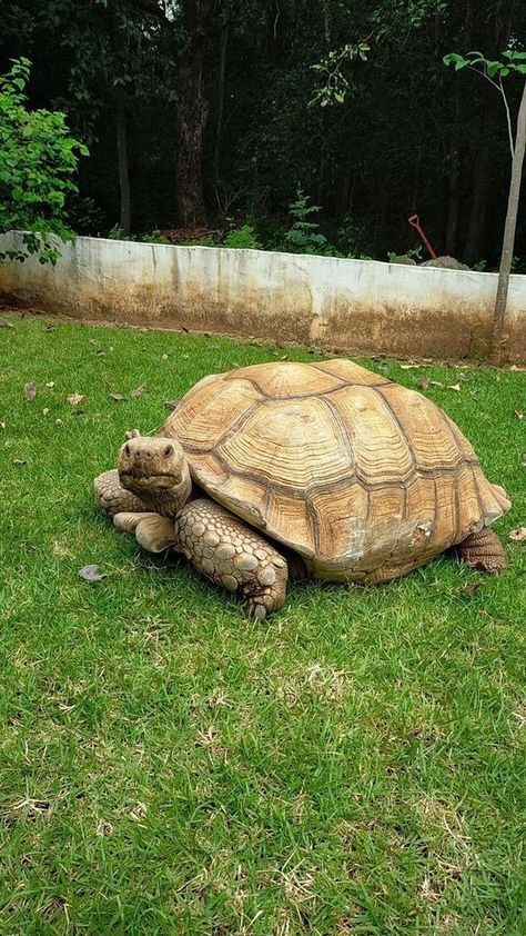 Tortoise Aesthetic, Tortoise Wallpaper, Turtle Dancing, African Tortoise, Funny Animals Pics, Animal Pics Funny, Tortoise Drawing, Cute Animal Pfp, Pet Tortoise