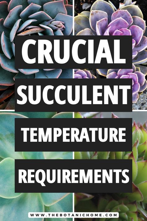 A collection of succulent plants on a white table. Text reads succulent care tips, the best temperatures for succulents to thrive. Caring For Succulents Indoor, Succulent Care Indoor, Caring For Succulents, Indoor Cactus Garden, Water Succulents, Succulents Care, Types Of Cactus Plants, Indoor Cactus Plants, Succulent Garden Ideas