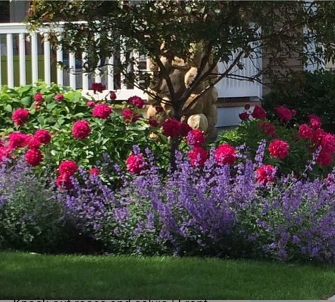 Knockout Rose's and salvia Rose Companion Plants, Backyard Flowers Beds, Garden Front Of House, Curb Appeal Landscape, Trees For Front Yard, Front Flower Beds, Front Yards Curb Appeal, Knockout Roses, Landscaping Trees