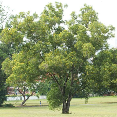 Arbutus Unedo Tree, Casuarina Tree, Acacia Dealbata Tree, Mexican Sycamore Tree, Acacia Pravissima, Acacia Tree, Pretty Patterns, Trunk, Grapes