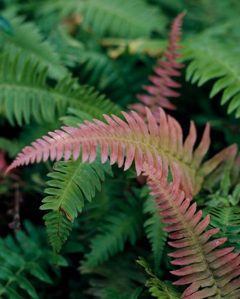 Ferns are low-maintenance perennials for dark, damp places in your yard. Their feathery leaves mix well with lots of other shade-loving plants. #perennials #ferns #shadeplants #lowmaintenance #bhg Wild Landscaping, Garden Ferns, Autumn Fern, Wood Fern, Island Garden, Ferns Garden, Shade Garden Plants, Plant Goals, Forest Plants