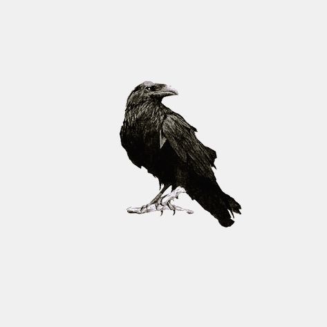 Crow Tattoo, Raven Tattoo, Tattoo Project, Ex Libris, Tattoos And Piercings, Bald Eagle, Small Tattoos, Tattoos