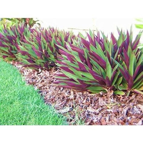 Low Maintenance Ground Cover, Boarder Plants, Purple Heart Plant, Oyster Plant, Florida Landscaping, Side Yards, Landscape Plants, Plant Seedlings, Gardens Design