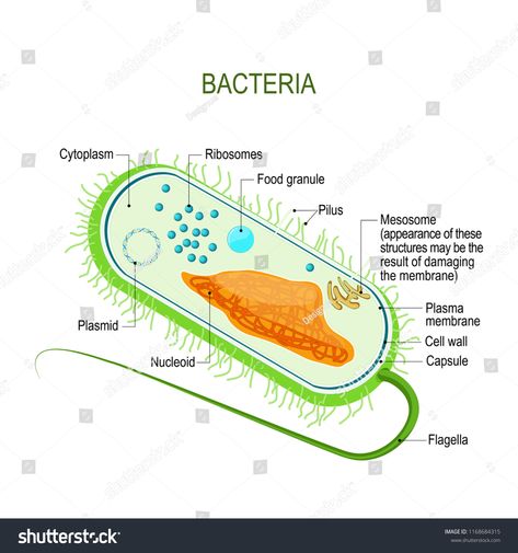 Structure of a bacterial cell. Anatomy of the prokaryote. unicellular organism. Vector diagram for your design, educational, medical, biological and science use #Ad , #Ad, #prokaryote#unicellular#organism#Anatomy Bacterial Cell Structure, Unicellular Organisms, Cell Anatomy, Bacterial Cell, Cell Membrane Structure, Cell Diagram, Prokaryotic Cell, Plasma Membrane, Membrane Structure