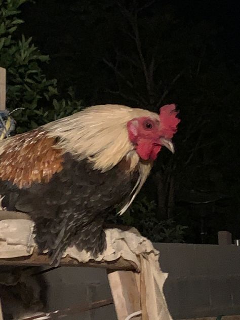 Chicken Aesthetic Animal, Chicken Asthetic Picture, Rooster Aesthetic, King Asmodeus, Cowboy Husband, Chicken Joe, Aesthetic Farm, Cottagecore Animals, Chicken Aesthetic