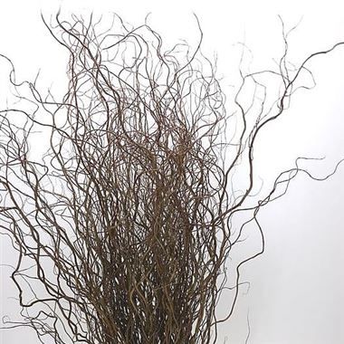 Salix (willow) Tortuosa 180cm is an ideal product for large floral arrangements. Often used by professional demonstrators. Willow Flower, Dutch Flowers, Floral Design Classes, Large Floral Arrangements, Flower Identification, Curly Willow, Flower Guide, Florist Supplies, Line Flower