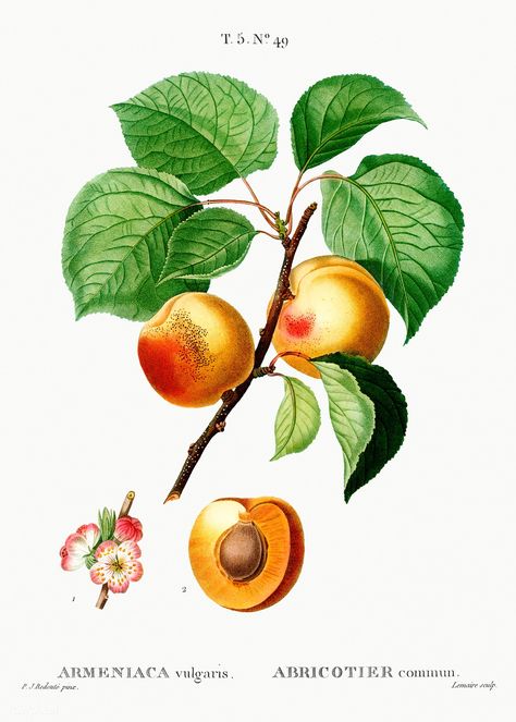 Peach Tattoo, Fruit Artwork, Fruits Decoration, Peach Walls, Fruit Wall Art, Peach Fruit, Illustration Botanique, Peach Trees, Plant Painting