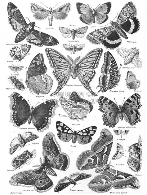 Illustration Butterfly, Black White Drawing, White Drawing, Scientific Illustration, Moth, Butterflies, Black White, Black And White, White