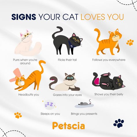 Cats have their own unique ways of expressing affection.They might knead you with their paws or bring you "gifts" like toys or even prey. Additionally, if your cat enjoys cuddling with you, sleeping on your lap, or seeking out your company, these are all indications of a deep bond and affection. --- 🌐 https://petscia.com/ . . . . #catsofinstagram #catlovers #cats #cataffection #petlovers #catsoftheworld #cuddlycats #catsarelove #kittycuddles #catlife #felinefriends #catbehavior #cutecats #cat... Getting A Kitten, Cat Whisperer, Cat Cuddle, Owning A Cat, Cuddly Animals, Cat Behavior, Pet Hacks, Cat Facts, Cat Sleeping