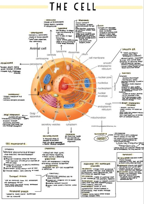 Cells Nursing Notes, Cell Notes Anatomy, Anatomy And Physiology Notes Study Cell, Cell Physiology Notes, Biology Cell Notes, Cell Organelles Notes, Anatomy And Physiology Notes Study, Cell Notes, Cell Biology Notes