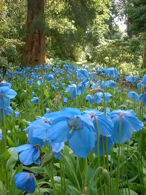 Banana Chocolate, Blue Poppy, Blue Garden, Meus Pins, The Grass, Beautiful Blooms, Flower Field, Shade Garden, Botanical Garden