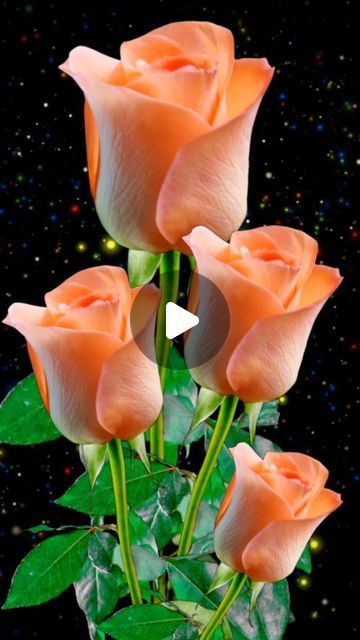 Rose Flower Bouquet, Good Morning Flowers Rose, Rose Flower Pictures, Happy Birthday Frame, Good Morning Roses, Good Morning Flowers Gif, Most Beautiful Birds, Flowers Gif, Birthday Frames