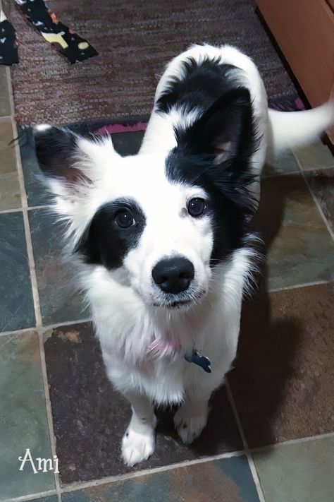 Dalmatian Mix, Funny Puppies, Border Collie Mix, Collie Mix, Pretty Dogs, Border Collies, Puppies Funny, Sporting Dogs, Terrier Mix