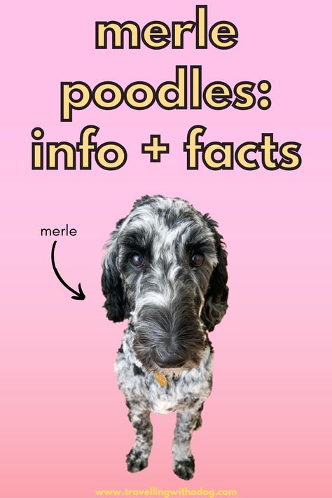 Ever wondered about the Merle Poodle? Click to discover facts, information, and care tips. Blue Merle Standard Poodle, Merle Poodle Standard, Blue Merle Poodle, Merle Poodle, Great Dog Names, Poodle Mix Puppies, Hearts Everywhere, Grooming Hacks, Hypoallergenic Dogs