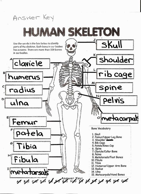 Anatomy Coloring Pages Coloring Page Free Printable Human Anatomy Coloring Pages Skeleton Worksheet, Mortuary School, Skeletal System Anatomy, Skeletal System Worksheet, Human Body Worksheets, Human Skeletal System, Anatomy Coloring Book, Body Bones, Health Class