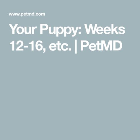 16 Week Old Puppy Schedule, 12 Week Old Puppy Schedule, 12 Week Puppy Schedule, Puppy Schedule 12 Weeks, Puppy Schedule, Teaching Manners, Bernedoodle Puppy, Tiny Puppies, Training Treats