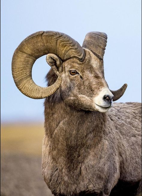 Sheep Tattoo, Angry Animals, Wild Animals Photography, North American Wildlife, Big Horn Sheep, Animal Adaptations, Bighorn Sheep, Watercolor Art Landscape, Sheep Breeds