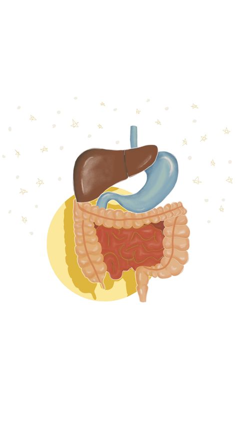 Anatomy of GI Tract Gi Tract Anatomy, Gi Anatomy, Gastrointestinal System, Gi Tract, Med School, Anatomy, Bullet Journal, Outdoor Decor, Quick Saves