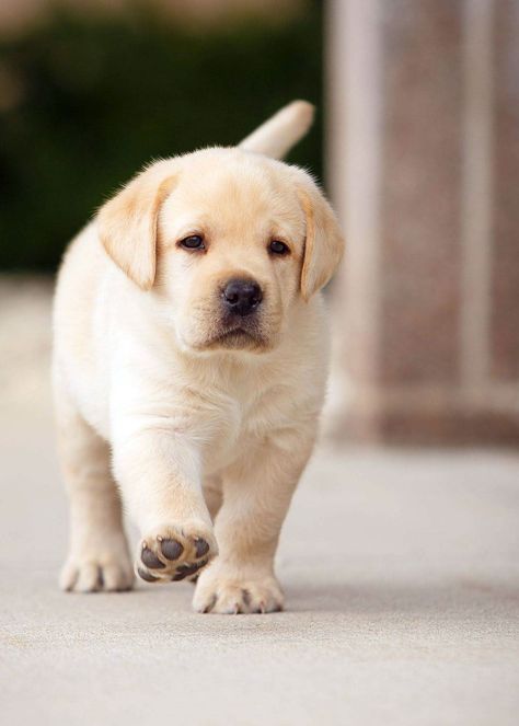 Lebra Dog Puppy, Labra Dog, Cute Labrador Puppies, Cute Lab Puppies, 10 Amazing Facts, Yellow Lab Puppy, Yellow Lab Puppies, Labrador Retriever Puppy, Labrador Noir