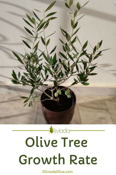 olive tree growth rate - how fast olive trees grow Small Olive Tree, Pruning Olive Trees, How To Grow Olives, Olive Tree Care, Arbequina Olive Tree, Olive Trees Landscape, Black Olive Tree, Growing Olive Trees, Indoor Olive Tree