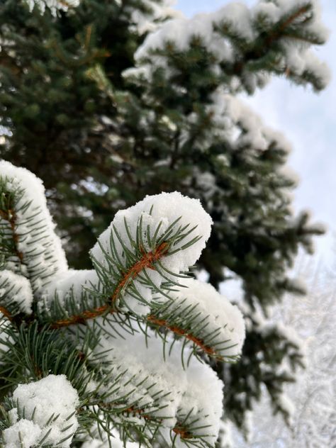 White And Green Christmas Aesthetic, Green Xmas Aesthetic, Dark Green Christmas Aesthetic, Christmas Aesthetic Green, Green Winter Aesthetic, Green Aesthetic Christmas, Green Christmas Aesthetic, Winter Widgets, Texture Pictures