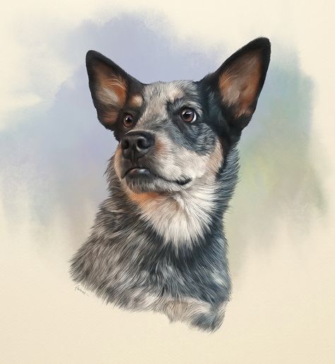 Blue Healer Tattoo, Blue Heeler Drawing, Memory Animals, Pet Portraits Photography, Pet Portrait Paintings, Dog Portraits Painting, Realistic Watercolor, Blue Heelers, Blue Heeler Dogs