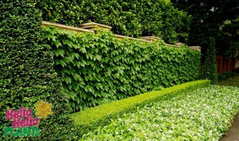 Boston Ivy in architecture and landscaping Landscaping Techniques, Parthenocissus Tricuspidata, Boston Ivy, Ficus Pumila, Farm Shed, Virginia Creeper, English Ivy, Ideas Handmade, Plants Garden