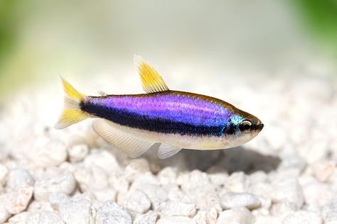 Beautiful Tropical Fish, Tetra Fish, Ikan Air Tawar, Newcastle Australia, Rare Fish, Tropical Fish Aquarium, Tropical Freshwater Fish, Fresh Water Fish Tank, Live Aquarium