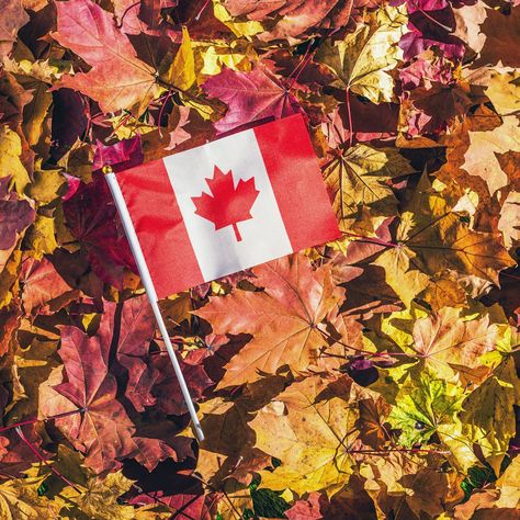 Whether you’re planning on celebrating the holiday with Canadian family members, you’re looking to make a Canadian expat feel welcome in your home, or you’re simply curious, these are nine key things to know about Canadian Thanksgiving. Canada Thanksgiving, Thanksgiving In Canada, Welcome To Canada, Saskatoon Berry, Canadian Thanksgiving, Study In Canada, Canada Holiday, Thanksgiving Sale, First Thanksgiving