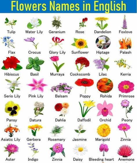 Types Of Flowers Drawing With Names, All Flowers Name List, Flowers Name With Pictures, All Flowers Name, Flowers Name In English, Glory Lily, Flower Chart, Asiatic Lilies, Rose Geranium