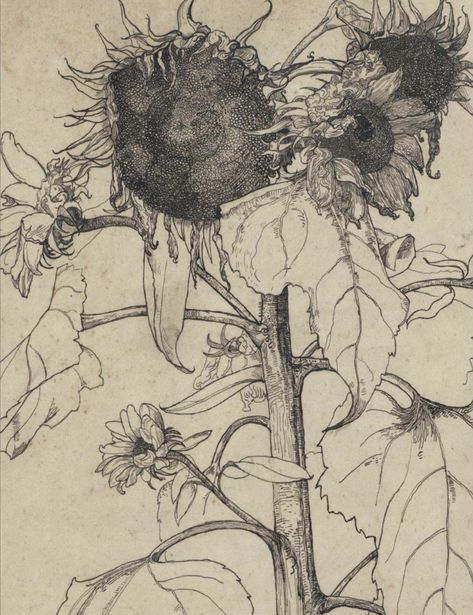 Sunflower Etching, Sunflower Sketches, Sunflower Illustration, Pencil Drawings Of Flowers, Sunflower Drawing, Mixed Media Art Canvas, Flower Art Drawing, Flower Sketches, Figurative Artwork