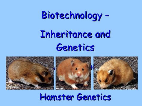 Hamster Breeds, Syrian Hamster, Santa Rita, Biotechnology, Hamsters, Rodents, Genetic, Terrarium, High School