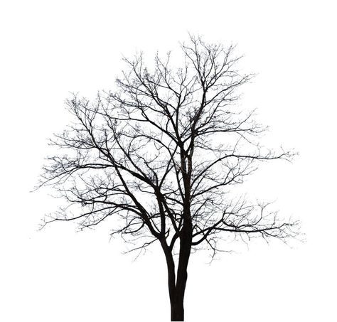 Bare tree stock illustration. Illustration of forest - 43180020 Tree Outline, Tree Structure, Tree Pictures, Abstract Art Images, Tree Tattoo Designs, Wire Trees, Bare Tree, Tree Images, Black Tree