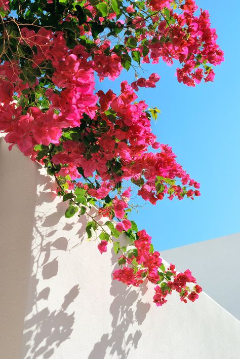 Bougainvillea spectabilis on the wall. Bougainvillea spectabilis on the white wa , #Aff, #spectabilis, #Bougainvillea, #white, #wall #ad Flowers Photography Wallpaper, 수채화 그림, Beautiful Flowers Wallpapers, Flower Phone Wallpaper, Beautiful Nature Wallpaper, Bougainvillea, Photography Wallpaper, Photo Images, Flower Backgrounds