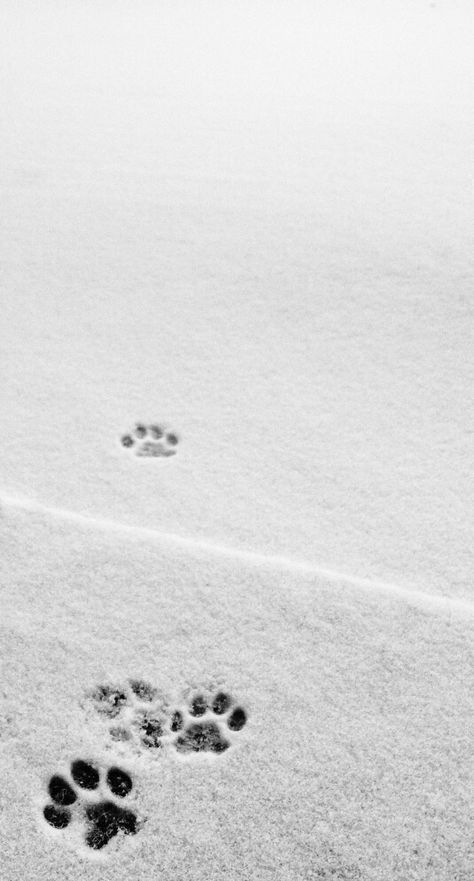 Cat Paws Aesthetic, White Winter Wallpaper, Dog Wallpaper Aesthetic, White Cat Wallpaper, Paws Wallpaper, White Cat Aesthetic, Winter Snow Wallpaper, Wallpaper Snow, Paw Wallpaper