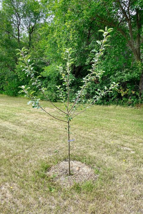 Beginner's Guide to Caring for Apple Trees Backyard Apple Tree, Apple Trees Backyard, Planting Apple Trees, Growing Apple Trees, Apple Tree Care, Grafting Fruit Trees, Permaculture Gardening, Apple Trees, Peach Trees