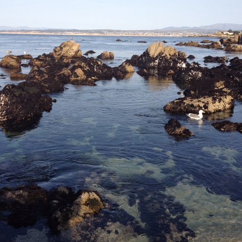 Lovers Point Beach - Monterey, Ca Monterey Bay Aquarium Aesthetic, Downtown Monterey California, Lovers Point Beach Monterey, 17 Mile Drive Monterey, Monterey Peninsula, Monterey Ca, Surfs Up, Monterey, Most Beautiful Places