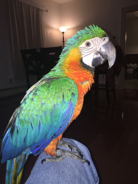 Baby Catalina macaw Parrot, Birds, Animals